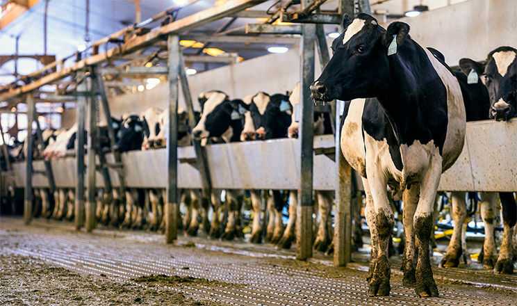 Ціна фертильності