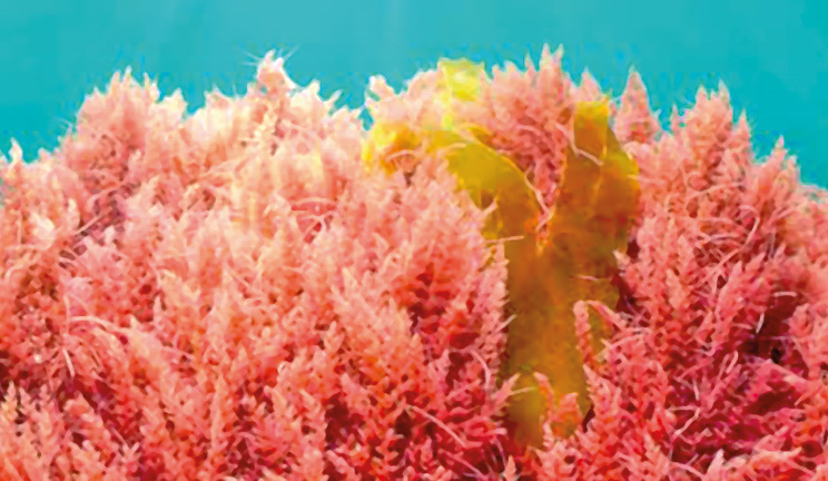 Чи можливо запрограмувати рослину<br>на максимальний і якісний результат?