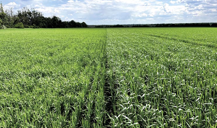 У період відновлення весняної вегетації біостимулятори допомагають рослині