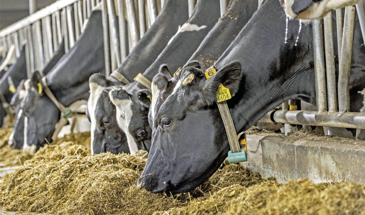 Імунокомпетентні телята