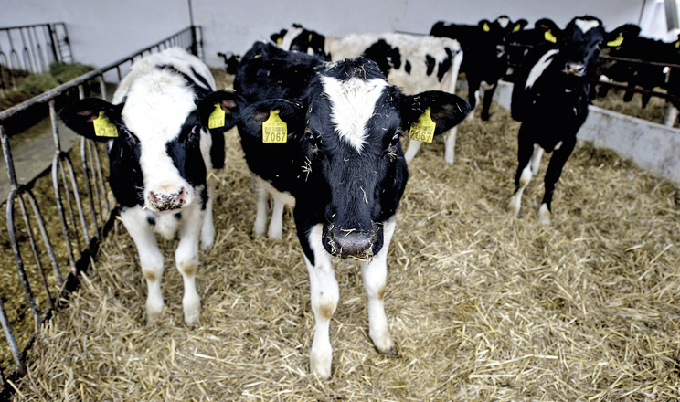 Квиток у великий ринок