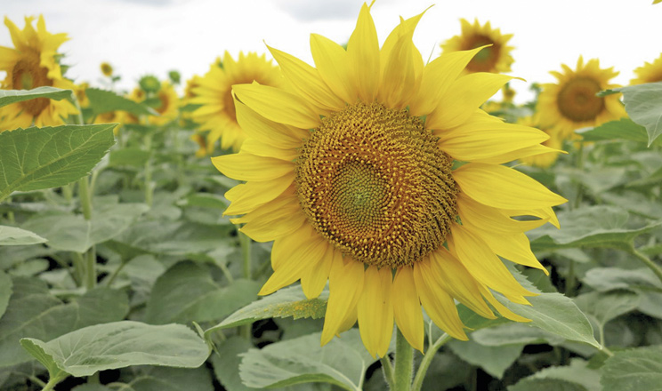 Кити продуктивності