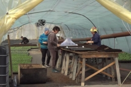 Фермер із Вінниччини вирощує грунтові овочі у два обороти