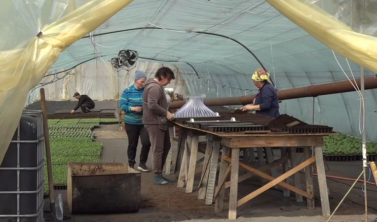 Фермер із Вінниччини вирощує грунтові овочі у два обороти