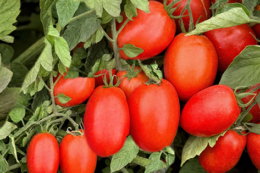 Гібрид томата Філікса RZ F1: стабільне зав’язування та висока якість плодів у відкритому ґрунті