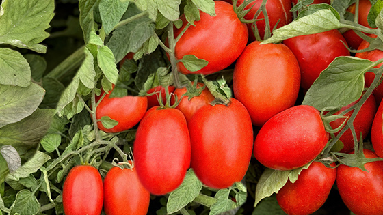 Гібрид томата Філікса RZ F1: стабільне зав’язування та висока якість плодів у відкритому ґрунті