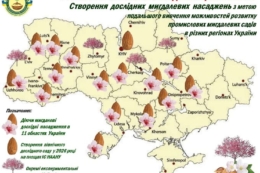 В Україні заклали найпівнічніший мигдалевий сад