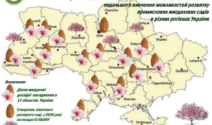 В Україні заклали найпівнічніший мигдалевий сад