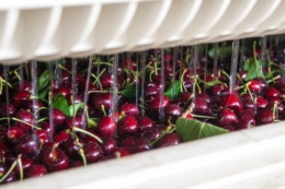 Гідрокулінг визначає якість черешні вже в перші 90 хвилин після збору