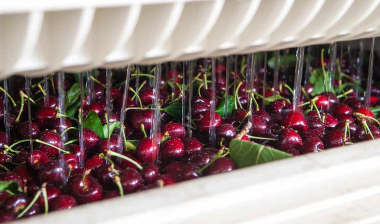Гідрокулінг визначає якість черешні вже в перші 90 хвилин після збору