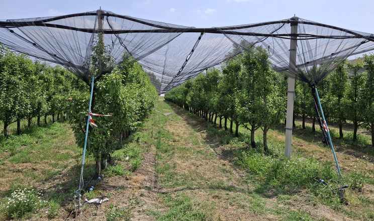Багаторівневе зрошення знижує кліматичний стрес у грушевих садах
