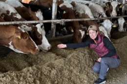 Полтавське господарство наростило поголів’я ВРХ та ідентифікувало всіх тварин