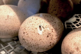 Дані про інкубаційні якості індичих яєць із певними вадами майже відсутні