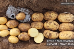 Europlant розширює присутність нових сортів картоплі на європейських ринках