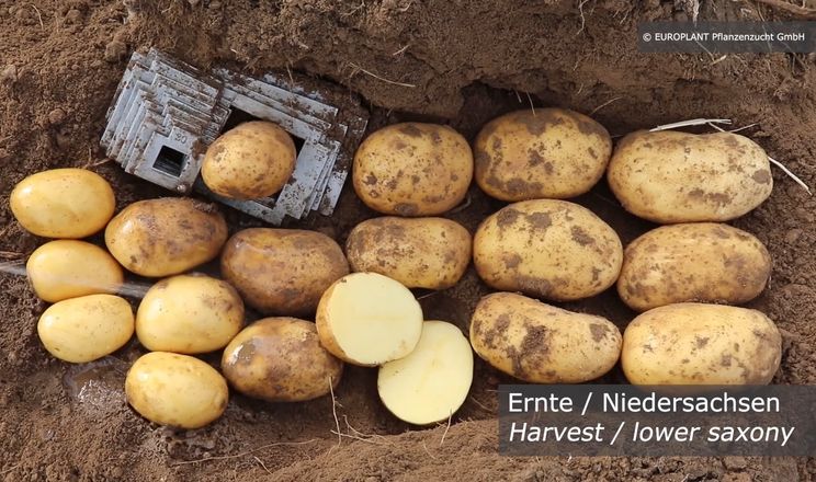Europlant розширює присутність нових сортів картоплі на європейських ринках