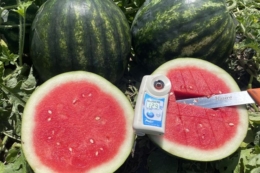 Компанія Hazera просуває підхід до вирощування безнасінних кавунів