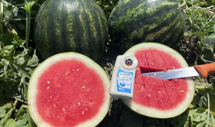 Компанія Hazera просуває підхід до вирощування безнасінних кавунів