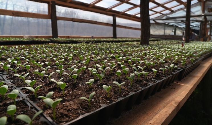 На Сумщині скоро висаджуватимуть у поле розсаду кавунів&nbsp;