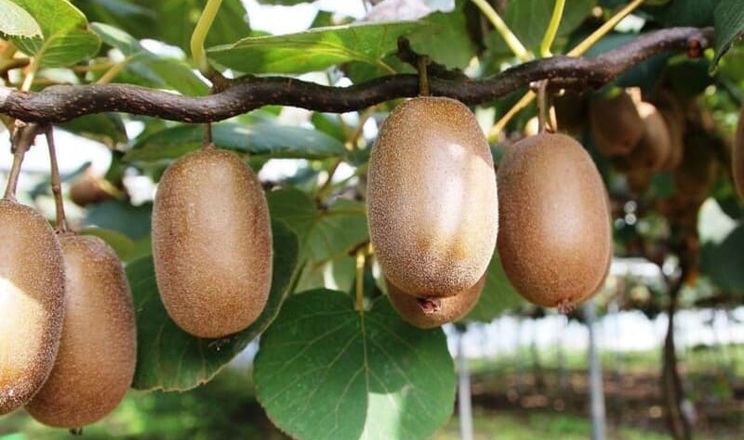 Старий поріг 6,2° Brix більше не визначає оптимальний момент збирання ківі