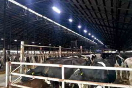 Освітлення в корівнику: норми та практика