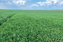 Через нерівномірний розподіл опадів АФ «Корнацьких» на Миколаївщині змінює підхід до господарювання