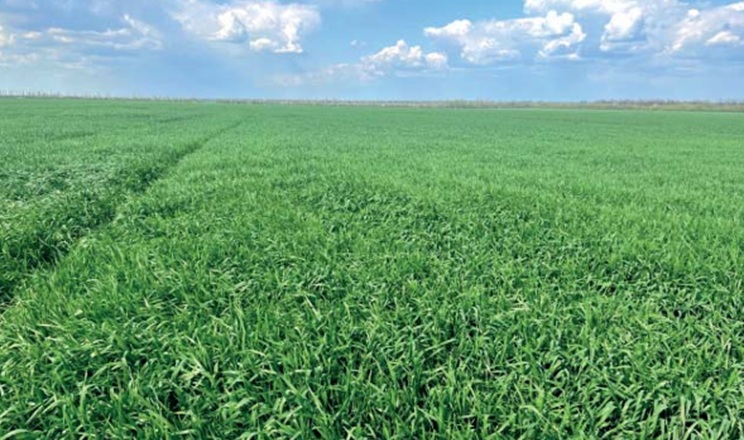 Через нерівномірний розподіл опадів АФ «Корнацьких» на Миколаївщині змінює підхід до господарювання