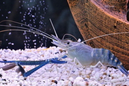 Виробництво кормів для креветки на вітчизняному підприємстві поки в неактивній фазі