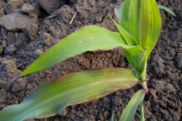 Як забезпечують стартове живлення соняшнику й кукурудзи у ФГ «Авангард-Т»