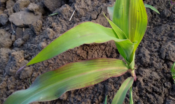 Як забезпечують стартове живлення соняшнику й кукурудзи у ФГ «Авангард-Т»