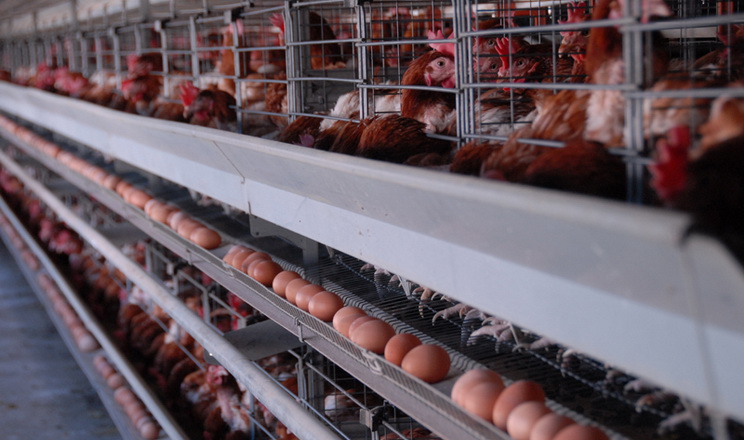 На вміст лізоциму в білку впливає вік птиці