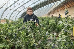 Китай побудував мега-комплекс із 300 теплиць для зимового вирощування лохини