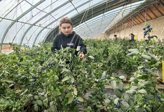 Китай побудував мега-комплекс із 300 теплиць для зимового вирощування лохини