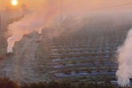 На плантації «Блу Беррі» на Закарпатті зафіксували сильні заморозки