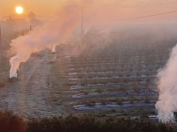 На плантації «Блу Беррі» на Закарпатті зафіксували сильні заморозки