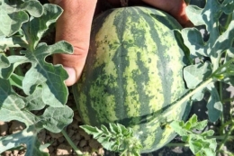 На ринку Європи з’явилися нові сорти супермінікавунів