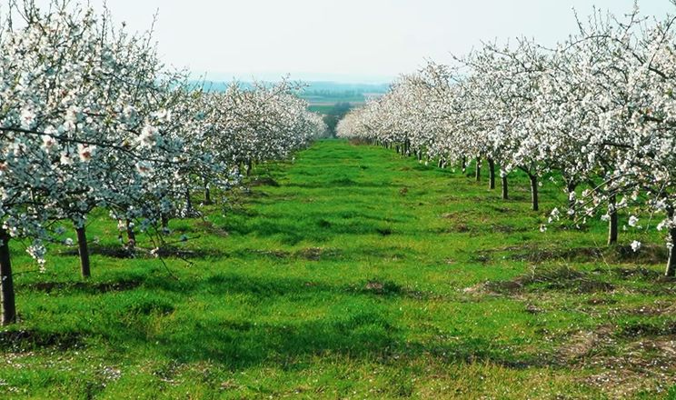 На півдні Одещини масово квітнуть мигдалеві сади