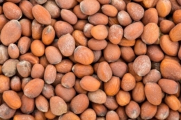 Виробники редису і перцю переходять на сертифіковане насіння