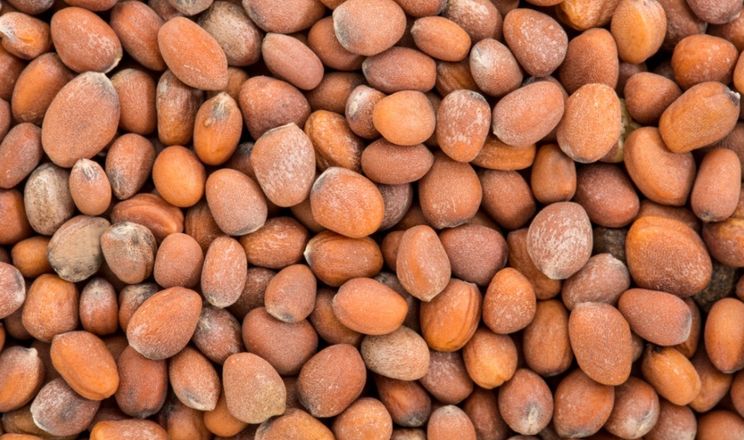 Виробники редису і перцю переходять на сертифіковане насіння