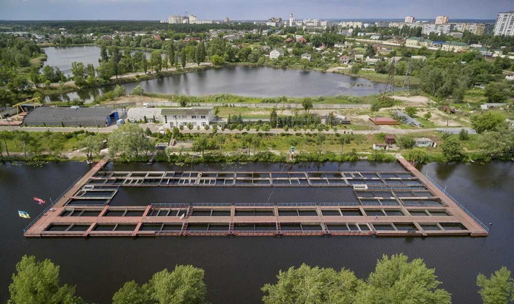 Промислові технології вирощування осетрів: плюси й мінуси