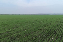 На Харківщині фіксують активізацію шкідників та розвиток хвороб на посівах озимих