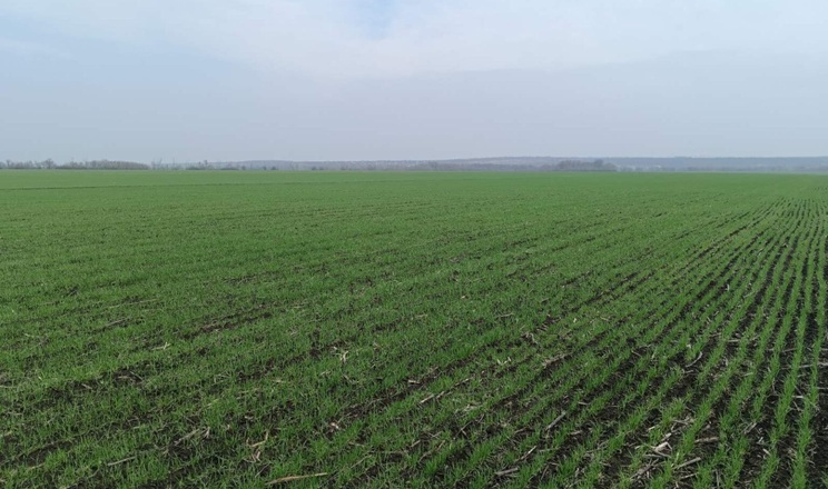 На Харківщині фіксують активізацію шкідників та розвиток хвороб на посівах озимих