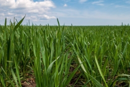 Озимі зернові стресували від перепадів температур, але критичних пошкоджень немає – фахівець