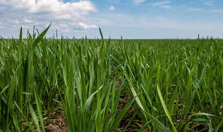 Озимі зернові стресували від перепадів температур, але критичних пошкоджень немає – фахівець
