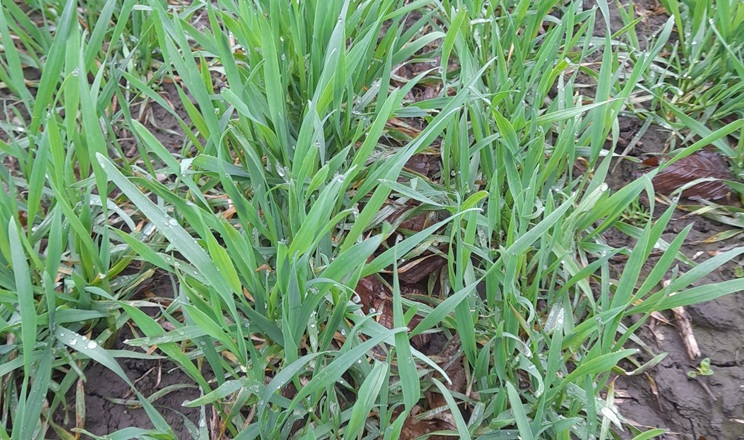 Тепла погода та опади на Львівщині позитивно впливають на стан посівів