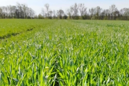 Розвиток озимих на Львівщині відстає приблизно на тиждень порівняно з минулим роком