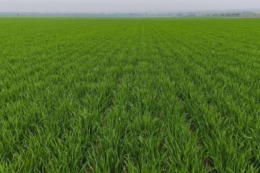 Хвороби озимих зернових фіксують в усіх регіонах України