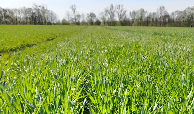 Розвиток озимих на Львівщині відстає приблизно на тиждень порівняно з минулим роком