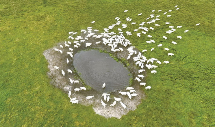 «Ратнівський аграрій» забезпечив свої пасовища водопостачанням й електропастухами