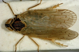 Німецьким овочівникам загрожує очеретяна склянокрила цикадка