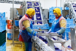 Експертка окреслила майбутнє птахівничої галузі